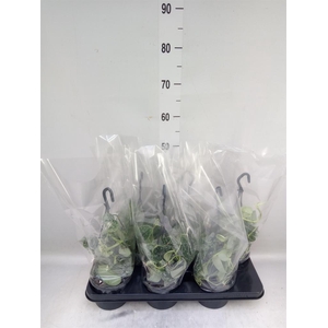 Scindapsus pictus 'Silvery Ann'