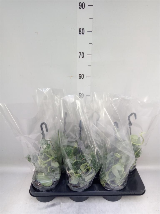 <h4>Scindapsus pictus 'Silvery Ann'</h4>