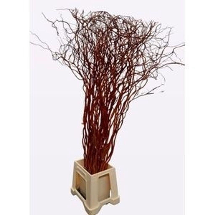 <h4>Salix golden curls</h4>