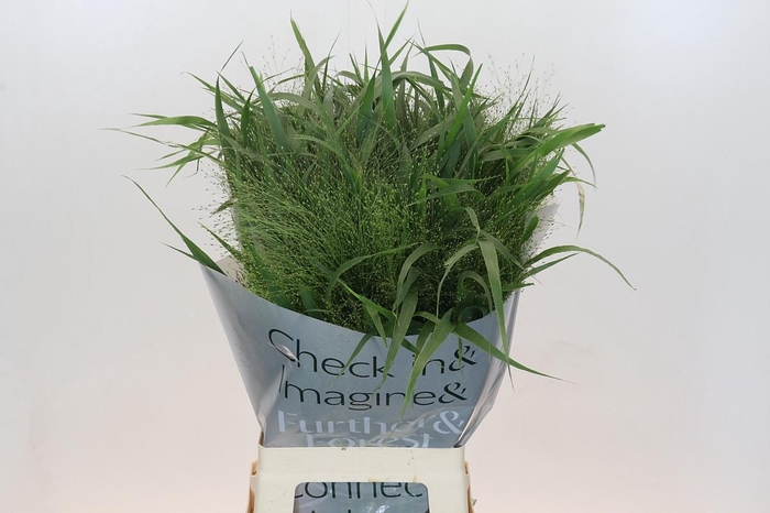 <h4>PANIC VI FONTAINE</h4>