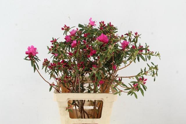 <h4>RHODO FUCHSIA PINK GRILLIG 065CM</h4>