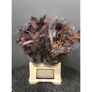 Euca Col Popu Bes Abs 150