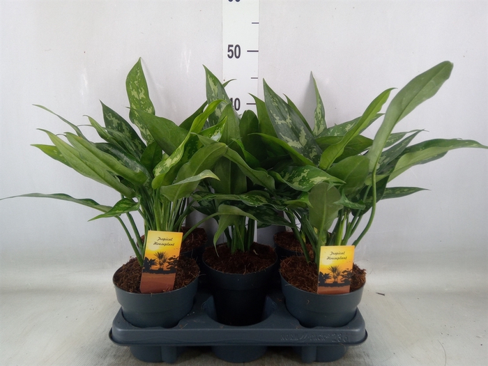 <h4>Aglaonema  'Maria'</h4>