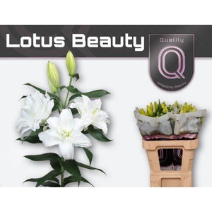 LI OR DU LOT BEAUTY 3+