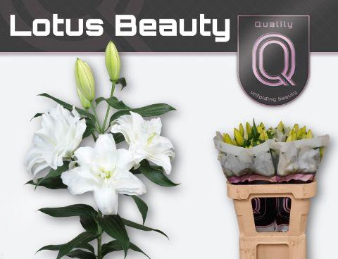 <h4>LI OR DU LOT BEAUTY 3+</h4>