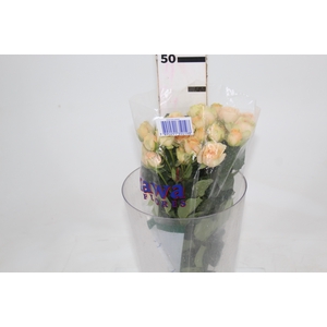 ROSA SPRAY AXANA 040 CM