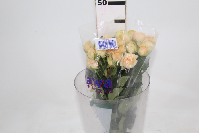 <h4>ROSA SPRAY AXANA 040 CM</h4>