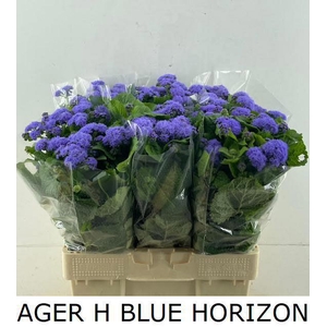 AGER H BLUE HORIZON