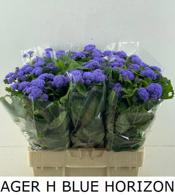 <h4>AGER H BLUE HORIZON</h4>