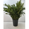 BUXUS SEMP PB