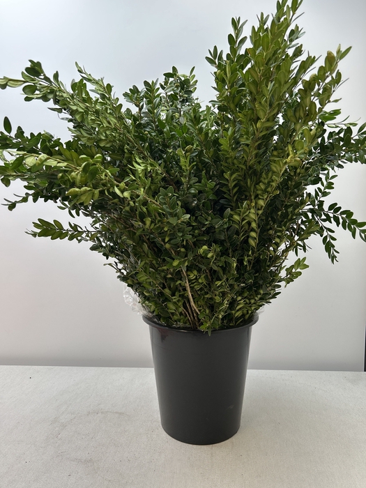 BUXUS SEMP PB
