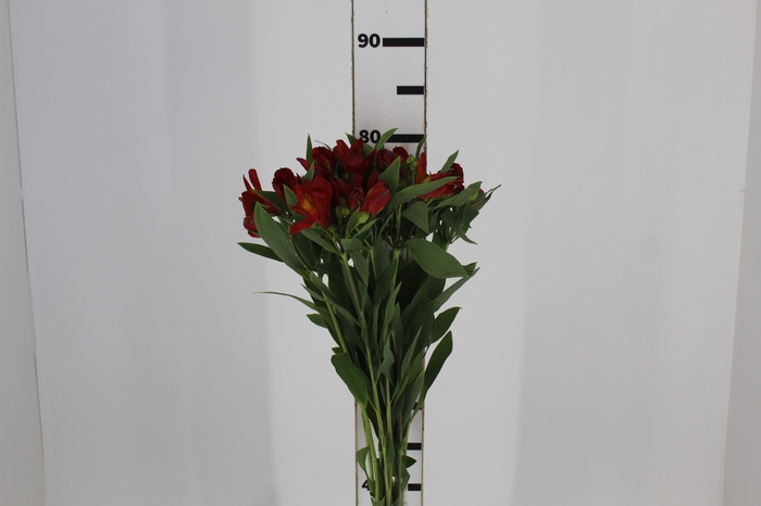 <h4>ALSTROEMERIA ANGELINA 080 CM</h4>