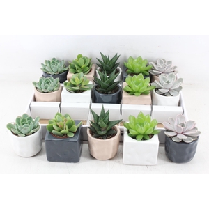 arr3 OV - Ker. davos mix