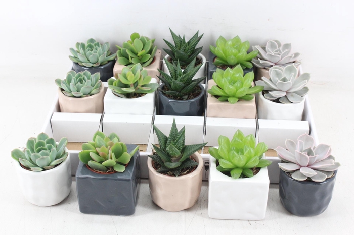 <h4>arr3 OV - Ker. davos mix</h4>