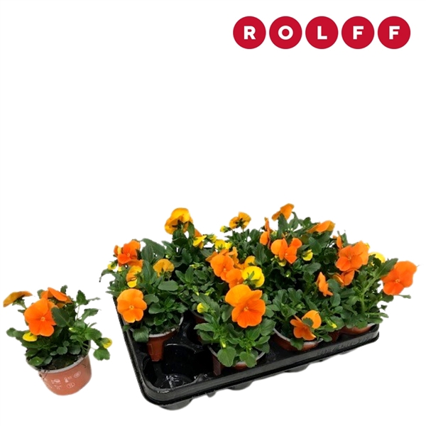 <h4>Viola Cornuta deep Oranje</h4>