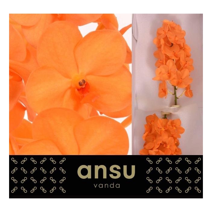 <h4>Vanda Na Prin Orange</h4>