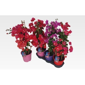 BOUGAINV DANIA