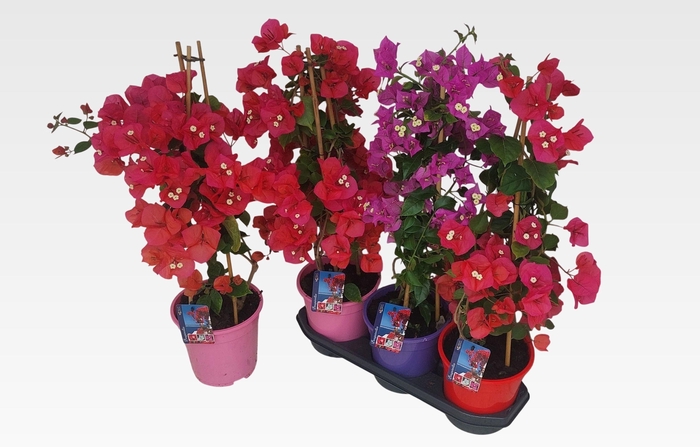 BOUGAINV DANIA