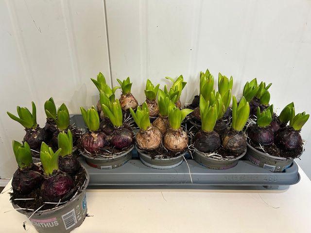 <h4>HYACIN GEM 5 KL</h4>