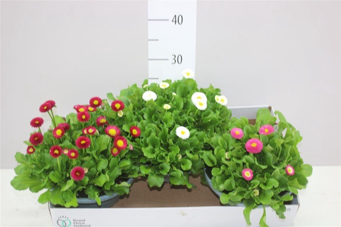 <h4>Bellis Pe Kl Bel Gemengd In Schaal</h4>