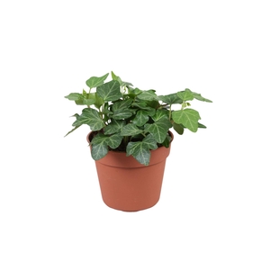 Hedera helix 'Wonder'