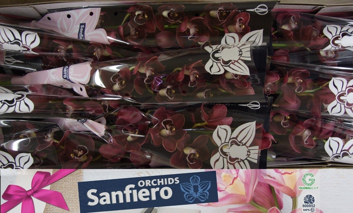 <h4>CYMB T HADES</h4>