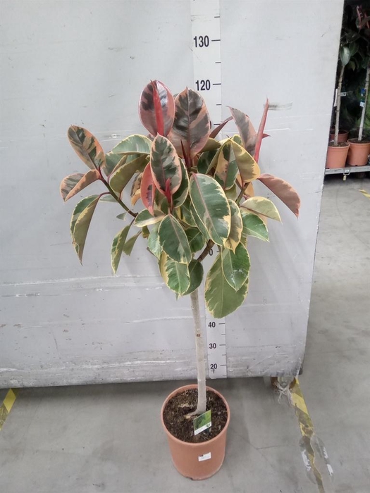 <h4>Ficus   ...</h4>