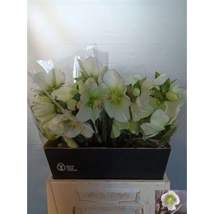 Hell Frk Mollys Whit