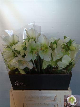 <h4>Hell Frk Mollys Whit</h4>