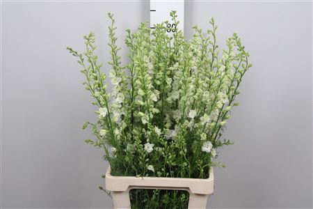 <h4>Cons R Q White</h4>