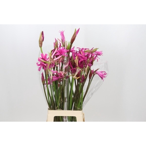 Nerine Mix