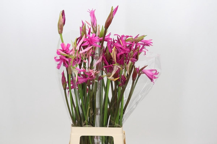 <h4>Nerine Mix</h4>