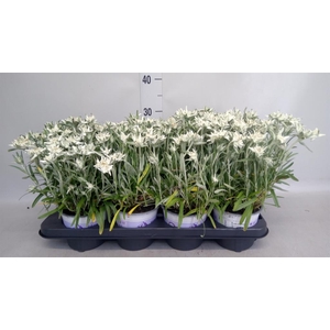 Leontopodium alpinum 'Matterhorn'