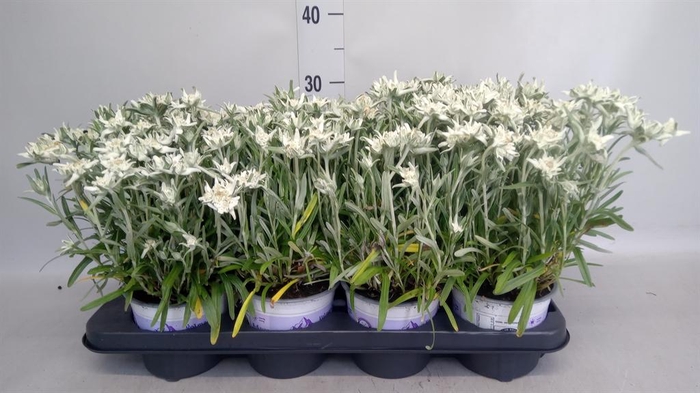 <h4>Leontopodium alpinum 'Matterhorn'</h4>