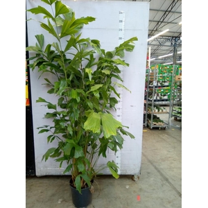 Caryota mitis