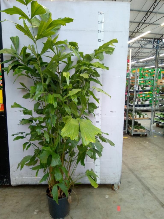 <h4>Caryota mitis</h4>