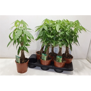 Pachira Aquatica