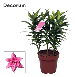 Roselily Esra 19cm