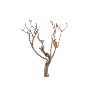 Syringa Branch Extra Fongueuse