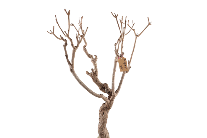 <h4>Syringa Branch Extra Fongueuse</h4>