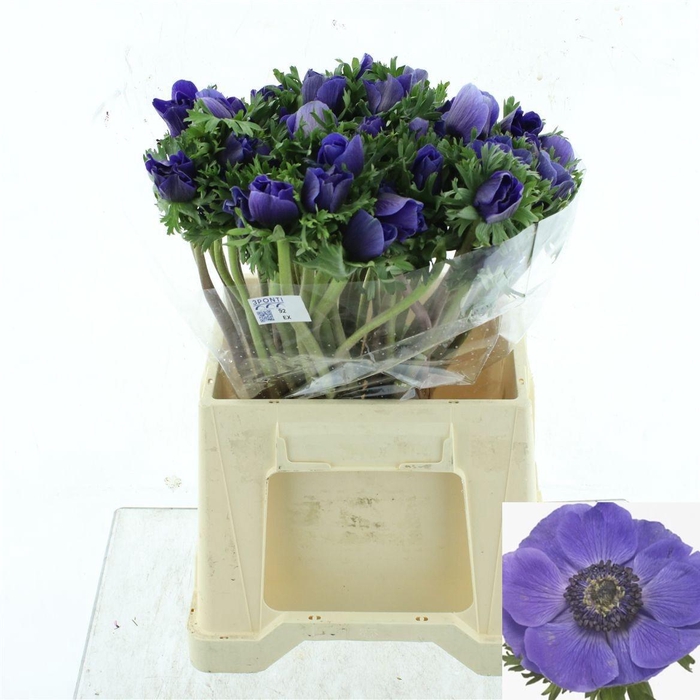 <h4>ANEM CO MIS + D BLUE</h4>