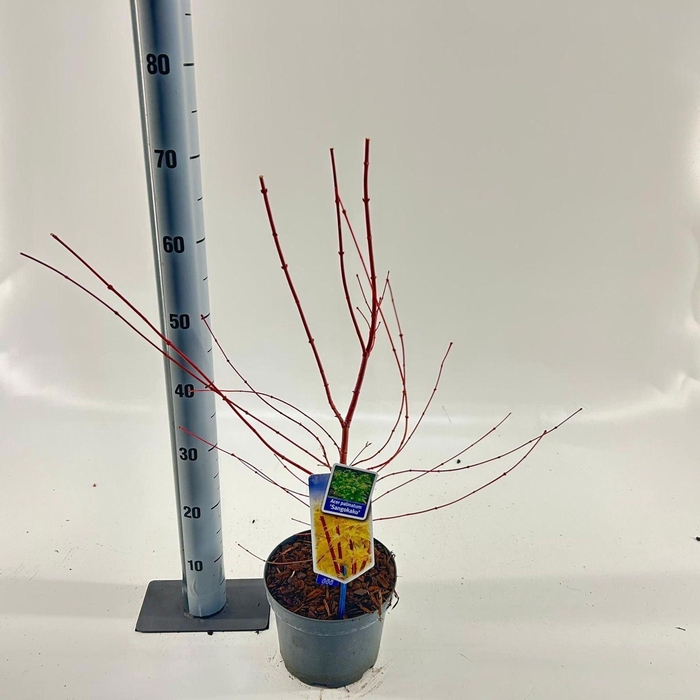 Acer palmatum Sangokaku