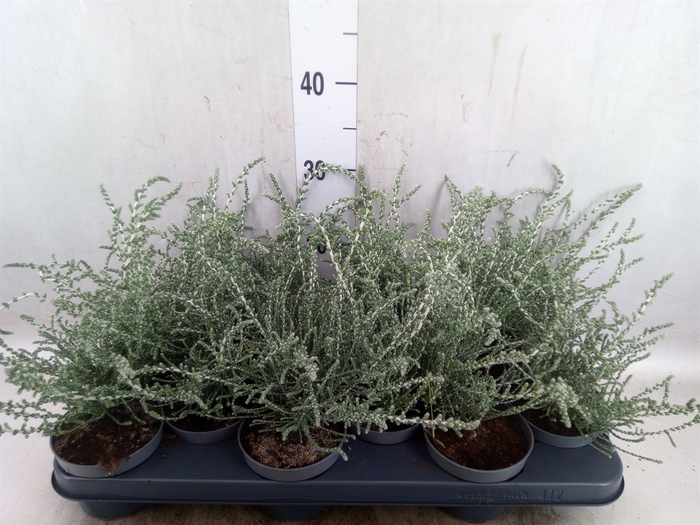 <h4>Olearia lepidophylla 'Silver Night'</h4>