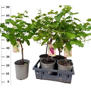 VITIS VINIFERA