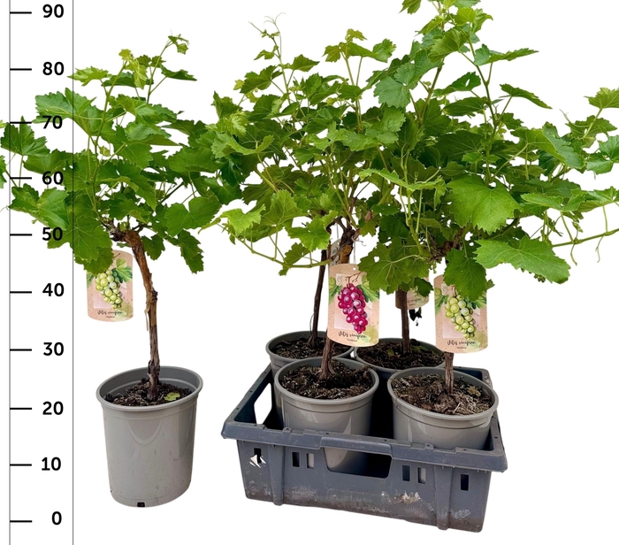 <h4>VITIS VINIFERA</h4>