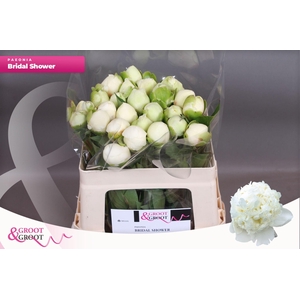 Paeonia Bridal Shower