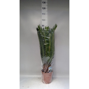 Cycas revoluta