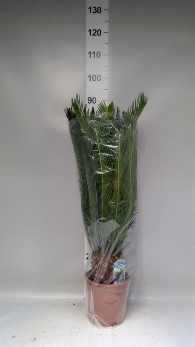 <h4>Cycas revoluta</h4>