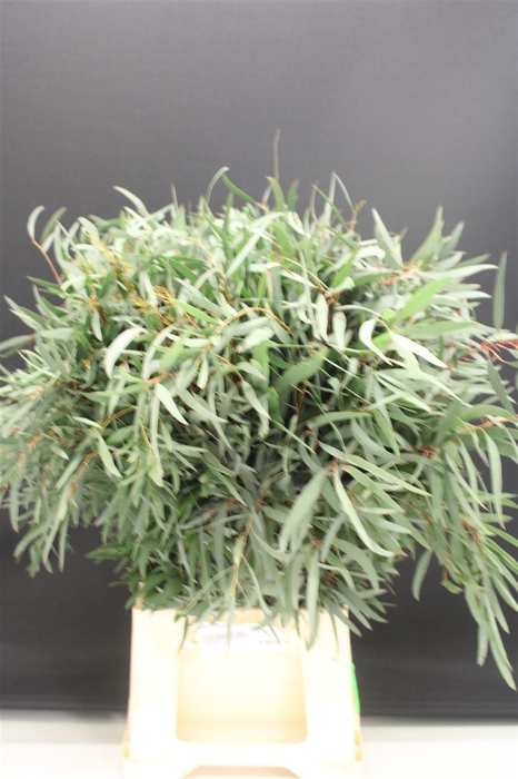 <h4>Euc Nicholii France</h4>