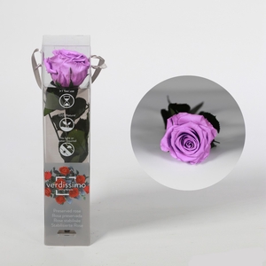 Roos op steel mini bright lilac plexi